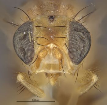 Media type: image;   Entomology 13294 Aspect: head frontal view